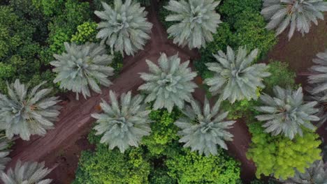 Top-Down-Aerial-View-Of-Date-Palm-Plantation-In-Khairpur