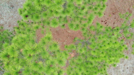 Cinematic-rising-drone-shot-of-a-longleaf-pine-forest-above-the-tree-canopy