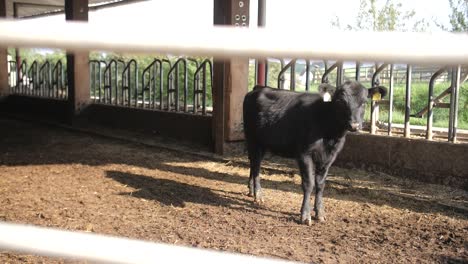 a-film-shot-of-a-black-cow,-the-animal-is-standing-alone,-looking-at-the-camera,-a-fence-in-the-foreground,-the-camera-in-motion