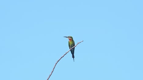 Blue-tailed-Bee-eater-Merops-philippinus-seen-perched-on-a-twig-against-a-lovely-blue-sky-and-then-flies-away,-Thailand