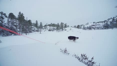Alaskan-Malamute-With-Red-Leash-Is-Walking-In-Frozen-Ground-Near-Forest-Mountains