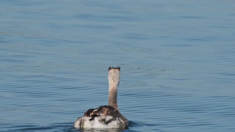 Great-Crested-Grebe-Podiceps-cristatus-seen-moving-forward-as-it-is-captured-from-its-back-side,-Bueng-Boraphet-Lake,-Nakhon-Sawan,-Thailand