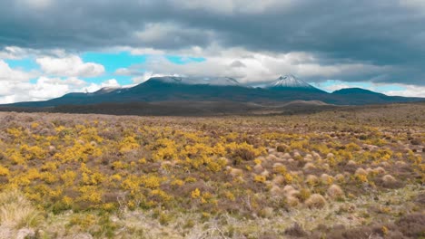 Campos-Con-Flores-De-Primavera-Y-Picos-Nevados-De-Volcanes-En-El-Fondo-Cerca-Del-Famoso-Parque-Nacional-Tongariro