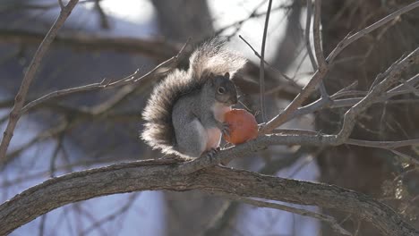Eichhörnchen-Sitzt-Auf-Einem-Baum-Und-Frisst-In-Zeitlupe-Einen-Gefrorenen-Orangefarbenen-Kürbis