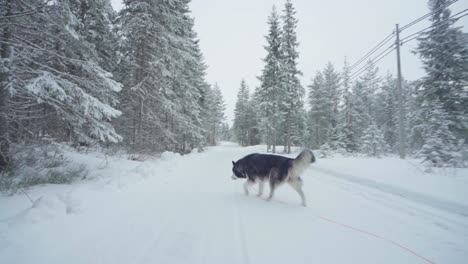 Point-Of-View-Of-A-Person-Following-Alaskan-Malamute-Walking-In-Deep-Snow