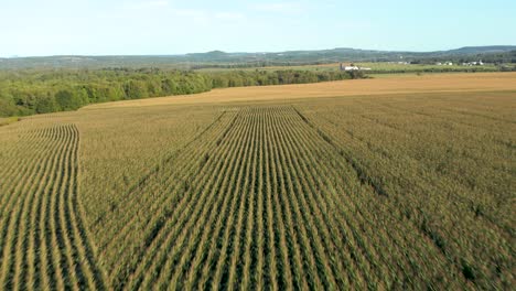 Drone-flying-over-crops-on-a-summer-afternoon