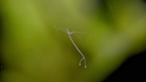 A-Hydra-moves-its-tentacles-in-a-freshwater-pond