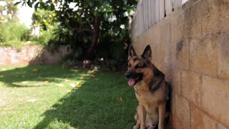 young-german-shepherd-male-resting-in-the-shade-of-the-backyard-on-a-hot-sunny-day