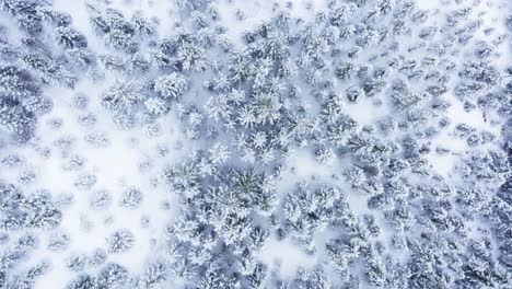 Flyover-Vast-Snowy-Forest-In-Indre-Fosen-Norway-In-Winter---aerial-shot