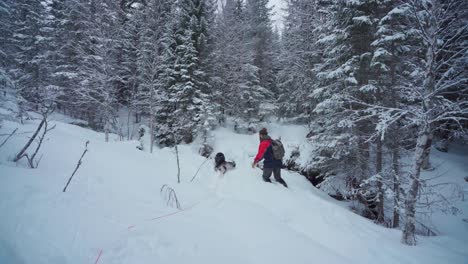 Husky-And-Hiker-Walking-Through-Thick-Snow-In-The-Forest---wide-shot