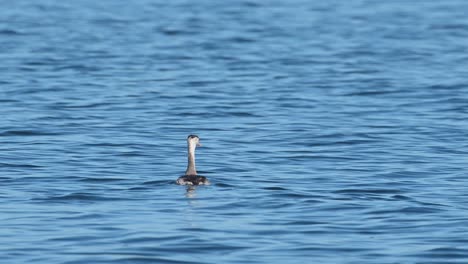 Great-Crested-Grebe-Podiceps-cristatus-seen-on-the-water-from-a-distance-moving-forwards-and-looking-around,-Bueng-Boraphet-Lake,-Nakhon-Sawan,-Thailand