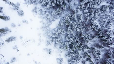 Topdown-View-Of-Snowscape-Forest-During-Winter