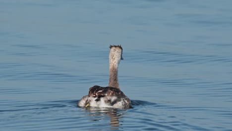 Great-Crested-Grebe-Podiceps-cristatus-seen-going-to-the-right-as-it-looks-around-moving-on-the-lake-as-the-water-looks-blue,-Bueng-Boraphet-Lake,-Nakhon-Sawan,-Thailand