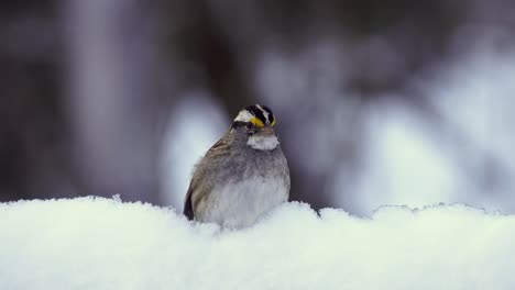 White-throated-sparrow-on-a-snowy-perch,-quickly-looking-around