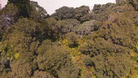 Eine-Drohnenaufnahme-Aus-Der-Vogelperspektive,-Sanfter-Übergang-Vom-Cathedral-Cove-Walk-Zum-Cathedral-Cove-Beach,-Neuseeland