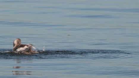 Great-Crested-Grebe-Podiceps-cristatus-seen-from-its-back-on-the-lake-as-it-preens-and-shakes-its-body-creating-ripples-as-it-goes-to-the-left,-Bueng-Boraphet-Lake,-Nakhon-Sawan,-Thailand