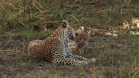 Plano-General-De-Una-Leopardo-Hembra-Acicalando-A-Su-Pequeño-Cachorro-Con-Luz-Dorada,-Khwai,-Botswana