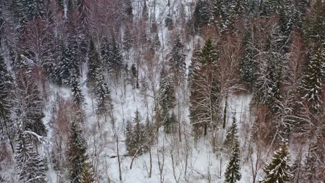 Flight-To-Small-Village-Among-Snowy-Forest-In-Winter