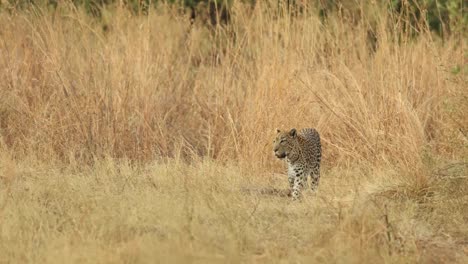 Extreme-Aufnahme-Eines-Leoparden,-Der-Vorsichtig-Durch-Die-Trockenrasen-Von-Khwai,-Botswana,-Geht
