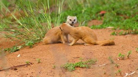 Meerkats-cleaning-each-other,-tripod-sho