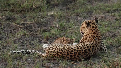 Wide-shot-of-a-female-leopard-suckling-her-tiny-cub,-Khwai-Botswana