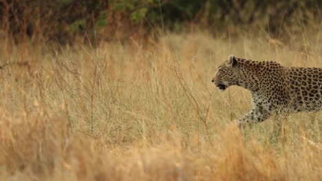 Wide-shot-of-a-leopard-walking-into-the-frame-through-the-dry-grassland-of-Khwai,-Botswana