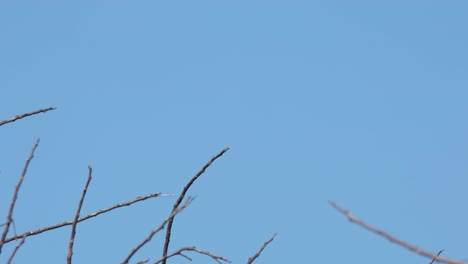 Blauschwänziger-Bienenfresser-Merops-Philippinus-Auf-Einem-Der-Zweige,-Der-Sich-Nach-Einer-Beute-Umsieht-Und-Dann-Davonfliegt,-Thailand