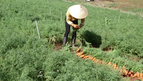 Granja-Orgánica-Vietnamita,-Trabajador-Recogiendo-Zanahorias-Del-Suelo,-Vietnam