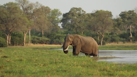 Breiter-Schuss-Eines-Afrikanischen-Elefantenbullen,-Der-Während-Der-Fütterung-Im-Fluss-Steht,-Khwai-Botswana