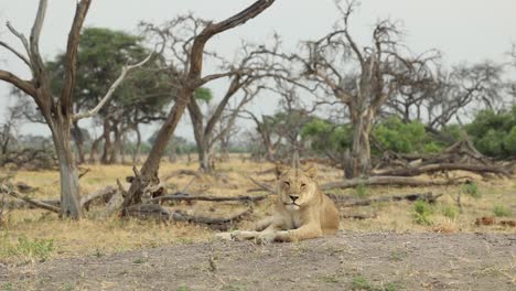 Weitschuss-Einer-Brüllenden-Löwin,-Khwai-Botswana