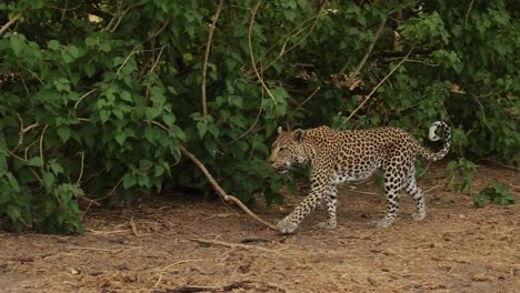 Panning-shot-of-a-leopard-walking-by,-Khwai-Botswana
