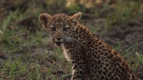 Medium-closeup-of-a-cute-leopard-cub-calling-for-its-mother,-Khwai-Botswana