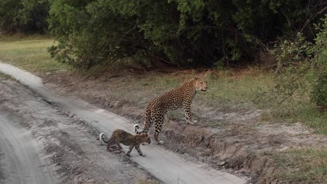 Wide-shot-of-a-female-leopard-walking-across-the-road-with-her-tiny-cub-in-Khwai,-Botswana