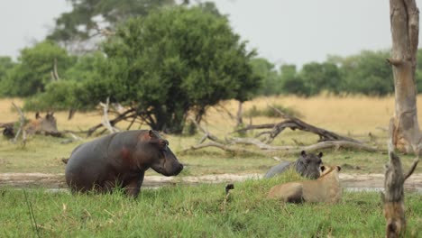 Wide-shot-of-two-hippos-intimidating-a-lioness,-Khwai-Botswana