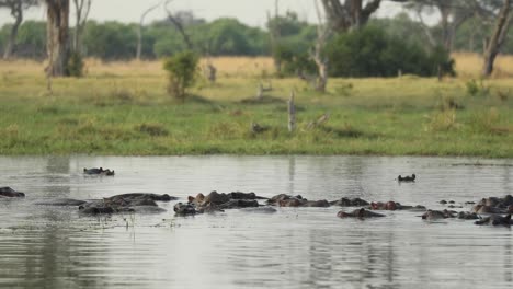 Breite-Aufnahme-Einer-Herde-Von-Flusspferden,-Die-Im-Wasser-Liegen,-Khwai,-Botswana