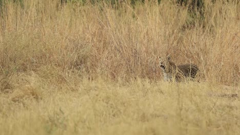 Extreme-Weitwinkelaufnahme-Eines-Leoparden,-Der-Im-Trockenen,-Langen-Grasland-Von-Khwai,-Botswana,-Steht