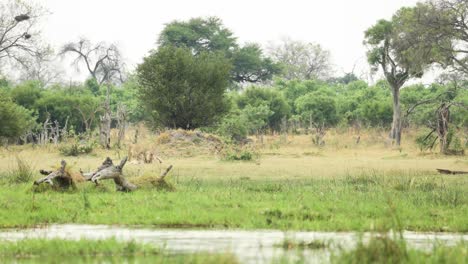 Extreme-Weite-Aufnahme-Eines-Löwen,-Der-Sich-Neben-Einem-Fluss-Niederlegt,-Khwai-Botswana