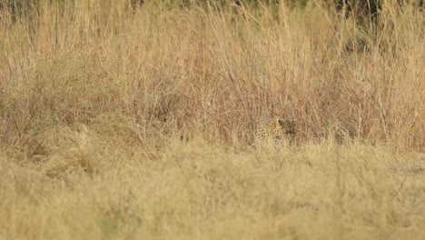 Extreme-Weite-Aufnahme-Eines-Leoparden,-Der-Vor-Dem-Gehen-In-Der-Trockenen-Wiese-Steht,-Khwai-Botswana