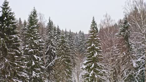 Flying-Among-Spruce-Trees-In-Snowbound-Coniferous-European-Forest