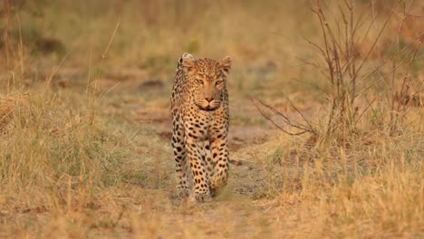 Stunning-front-shot-of-a-leopard-walking-towards-the-camera,-Khwai-Botswana