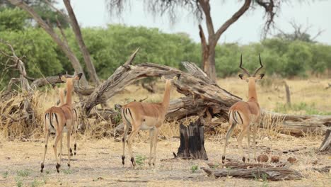 Wide-shot-of-a-herd-of-impalas-alarming-and-watching-a-lioness-walk-by-in-the-distance,-Khwai-Botswana