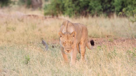 Schwenk-Einer-Löwin,-Die-Im-Trockenen-Gras-Spazieren-Geht,-Während-Sie-Im-Goldenen-Licht-Schnüffelt,-Khwai-Botswana