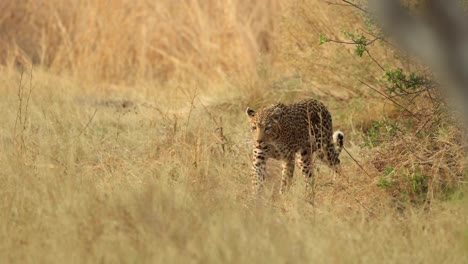 Weite-Aufnahme-Eines-Leoparden,-Der-Wachsam-In-Der-Trockenen-Wiese-Steht,-Bevor-Er-Losgeht,-Khwai-Botswana