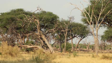 Wide-shot-of-the-beautiful-landscape-of-Khwai,-Botswana