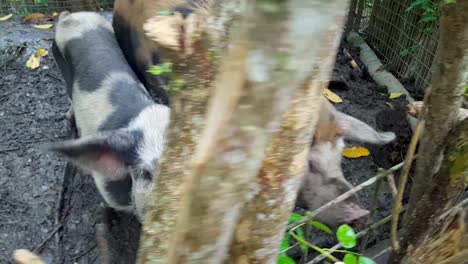 Two-large-domestic-spotted-patchy-pigs-in-a-muddy-pen-at-a-local-village-community-farm,-smallholding-in-the-remote-rainforest-of-Papua-New-Guinea