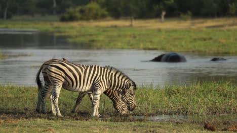 Wide-shot-of-two-Plains-zebras-drinking-at-the-river-with-two-hippos-in-the-background,-Khwai-Botswana