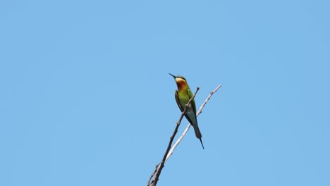 Blue-tailed-Bee-eater-Merops-philippinus-on-top-of-the-twig-looking-up-and-around-for-bees-to-be-eaten,-fantastic-blue-sky,-Thailand