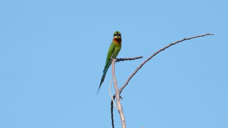 Blue-tailed-Bee-eater-Merops-philippinus-seen-with-its-mouth-open-looking-around-with-fantastic-blue-sky,-Thailand