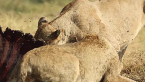 Medium-closeup-of-a-cub-and-lioness-feeding-on-the-rib-cage-of-a-buffalo,-Khwai-Botswana