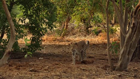 Wide-shot-of-a-leopard-walking-into-the-frame-towards-the-camera,-Khwai-Botswana